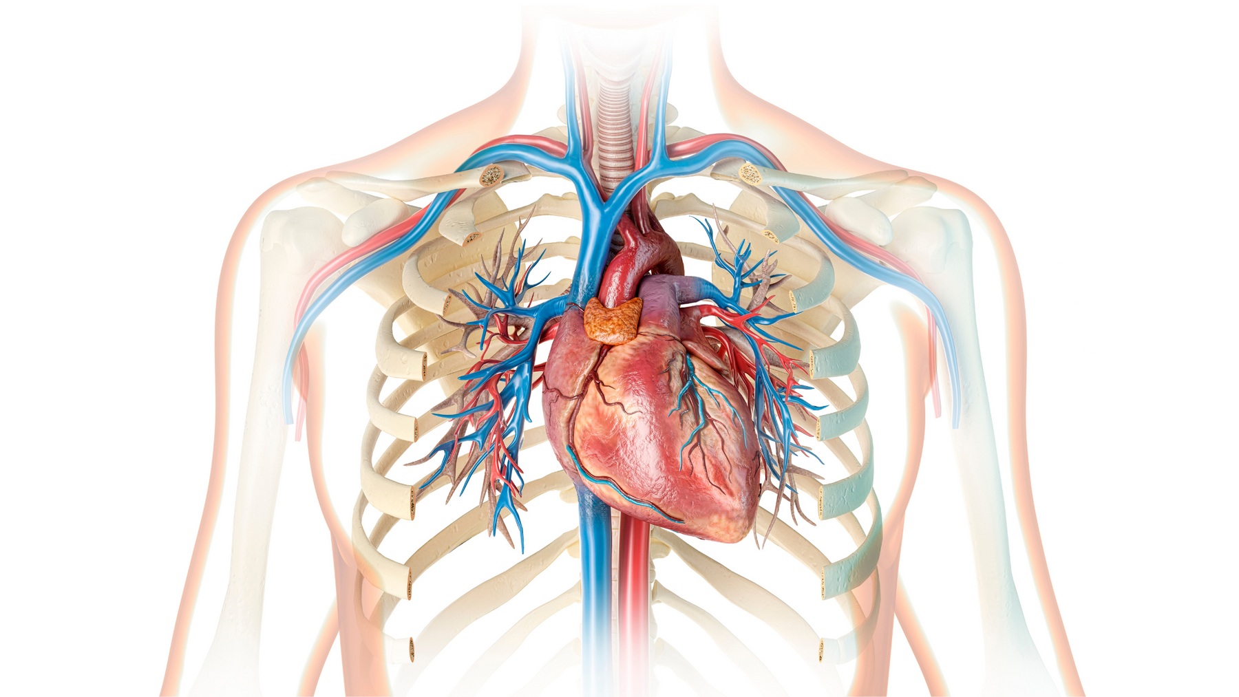 Sudden Arrhythmic Death Syndrome (SADS)