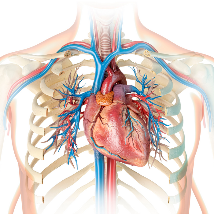 Sudden Arrhythmic Death Syndrome (SADS)